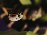 A Head-On View of a Small King Cobra Photographic Print