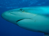 A Close View of the Head of a Silvertip Reef Shark Photographic Print by Wolcott Henry