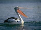 Pelican with its Mouth Open Photographie