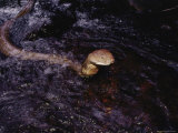 A King Cobra Raises its Head from the Water While Swimming Downstream Photographic Print