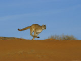 A Mountain Lion Runs Across an Arid Landscape Photographic Print