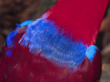 Close-up of a Parrots Vibrant-Colored Feathers Photographic Print