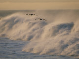 A Pair of Brown Pelicans Glides Above the Surf on Offshore Winds Photographie