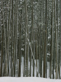 Lodgepole Pine in the Snow Photographie