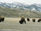 American Bison Graze on a Football Field Near the Mountains Photographic Print