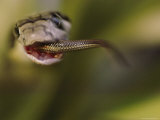 A King Cobra Swallows Another Snake as a Meal Photographic Print by Mattias Klum