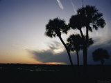 Tall Palm Trees Silhouetted against the Evening Sky in Pensacola Photographic Print