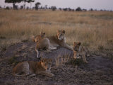 Young Lions Lounge on a Mound of Soil Photographie