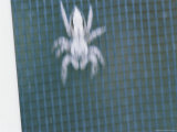 A Jumping Spider is a Blur of Motion on a Screen Door Photographic Print