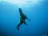 Swimming Seal Photographic Print by Nick Caloyianis