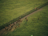 Aerial View of a Herd of Horses in a Fenced-In Pasture Photographic Print