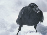 A Raven Eats a Mouthful of Snow Photographie par Tom Murphy