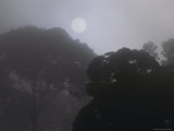 Sunrise over a Misty Rain Forest Photographic Print by Mattias Klum