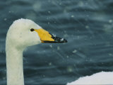 Snowflakes Streak Past the Head of a Whooper Swan, Cygnus Cygnus Photographic Print