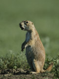 A prairie dog (Cynomys sp.) scans its territory for predators. Lámina fotográfica A prairie dog (Cynomys sp.) scans its territory for predators. Lámina fotográfica