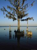 Mangrove Tree with Spanish Moss Photographic Print by Steve Winter
