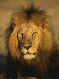 A Portrait of a Male African Lion Sitting in the Sun Photographic Print