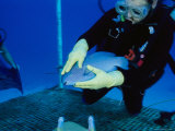 A Researcher Helps a Parrotfish Flush Anesthetic out of its System Photographic Print by Brian J. Skerry