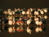 A Flock of Migratory Flamingos in a High-Altitude Lake Photographic Print
