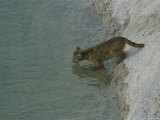 A Young Mountain Lion Takes a Drink Photographic Print