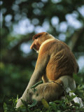 A Male Proboscis Monkey, Nasalis Larvatus, Perches on a Branch Photographic Print by Tim Laman