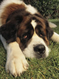 Portrait of a Sad-Eyed Saint Bernard Dog Photographie par Steve Winter