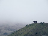 Lone Bull on Hill in Fog Photographic Print by Steve Winter