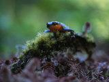 Rough-Skinned Newt Photographic Print by Joel Sartore