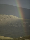 A Pronghorn (Antilocapra Americana) Stands Near the End of a Rainbow Photographic Print