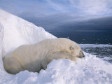 A Male Polar Bear Recovers from a Tranquilizer Outside its Summer Den Photographic Print by Paul Nicklen