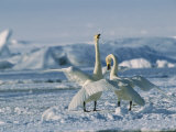 A Pair of Whooper Swans, Cygnus Cygnus, Flap Their Wings and Vocalize Photographic Print