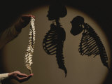 Australopithecus afarensis model with human and chimp shadows behind Lámina fotográfica