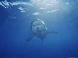 A Great White Shark Swims Through Sunlit Waters off Guadalupe Island Photographic Print