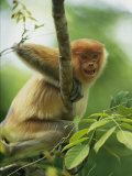 A Young Male Proboscis Monkey, Nasalis Larvatus, Grins from a Perch Photographic Print by Tim Laman