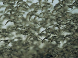 Flock of Migrating Sandpipers Photographic Print