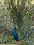 A View of an Indian Peacock with Tail Feathers Spread Photographic Print