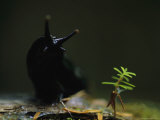 Close View of Slug, Clayoquot Sound, Vancouver Island Photographic Print