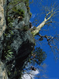 Two Cuban Men Practice Rapelling While Anchored to a Ceibon Tree Photographic Print by Steve Winter