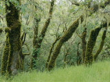 Coast Live Oaks (Quercus Agrifolia), Green Moss-Covered Woodland View Photographic Print