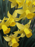 Spring Flowers, Daffodils, Early Spring, Massachusetts Photographic Print by Darlyne A. Murawski