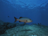 A Red Bass Swims Through the Crystal Blue Waters off Palmyra Atoll Photographic Print