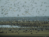 Huge Flock of Migratory Shorebirds, Including Red Knot Sandpipers Photographic Print