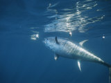 A Giant Bluefin Tuna Feeds at the Waters Surface Fotoprint van Brian J. Skerry