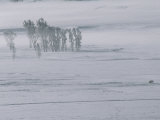 A Lone American Bison Stands on a Snowy Plain Near Cottonwood Trees Photographic Print by Tom Murphy