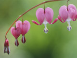 Spring flowers, Dutchmans breeches (bleeding hearts), late April Lámina fotográfica