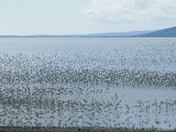Flocks of Migrating Sandpipers Photographic Print