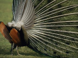 A Rear View of an Indian Peacock with Tail Feathers Spread Photographic Print