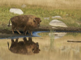 A Bison (Bison Bison) is Reflected on the Water Photographic Print by Tom Murphy