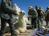 Aymara Indians Prepare to Sacrifice a Llama in Offering to Pacha Mama Fotoprint van Joel Sartore