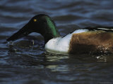 A Northern Shoveler Feeds by Straining Water Through its Bill Photographic Print by Tim Laman